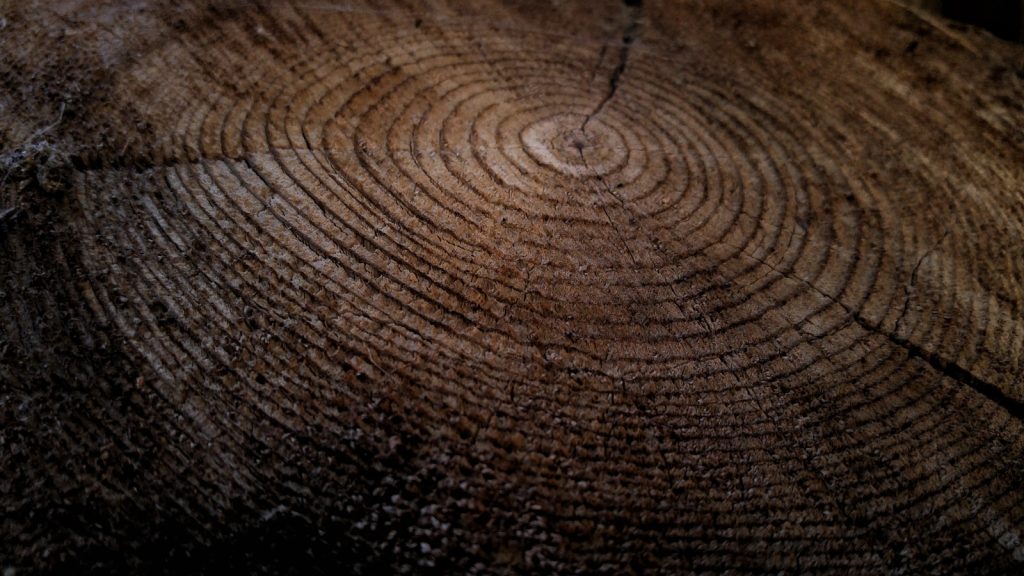 A close-up of the concentric growth rings on a freshly cut tree stump.